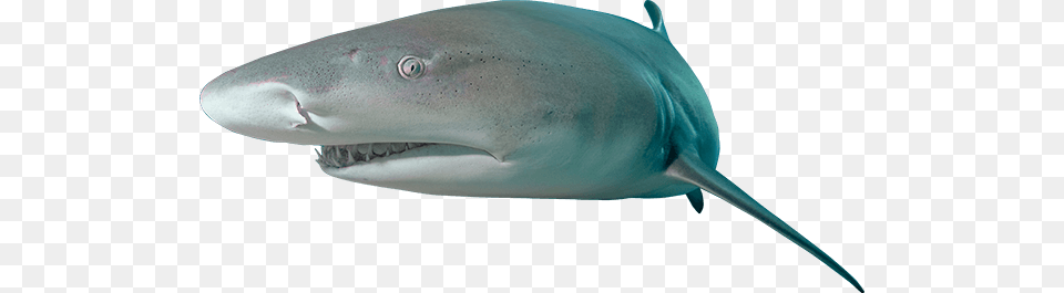 A Stocky And Powerful Shark And Can Grow To Over 3m Book Shark Lemon, Animal, Sea Life, Fish Free Png