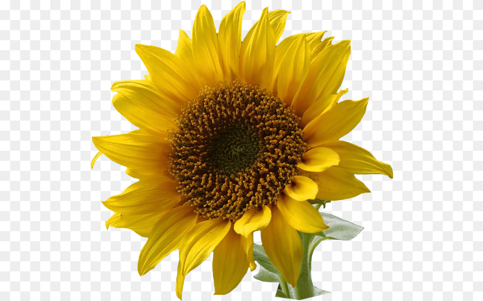 A Sunflower Edited Flowers With Transparent Backgrounds, Flower, Plant Free Png Download