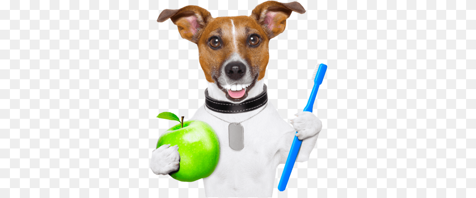 A Tan And White Dog With An Exaggerated Human Like Dog Thinking About Owner, Toothbrush, Tool, Brush, Device Free Transparent Png
