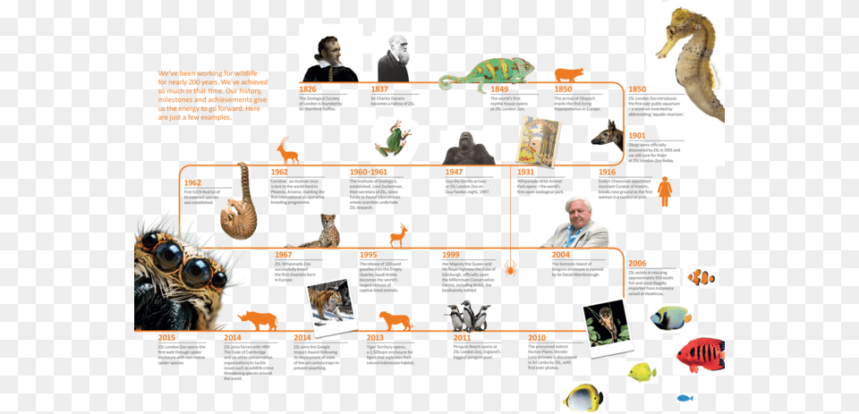 A Timeline Of The History Of Zsl London Timeline, Adult, Person, Man, Male Free Transparent Png