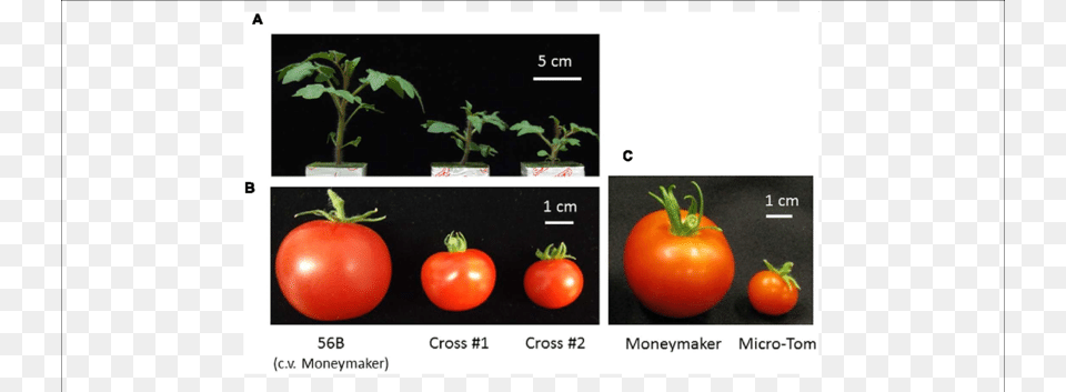 A Tomato Developed For Cultivation In A Closed Cultivation Tomato, Food, Plant, Produce, Vegetable Free Transparent Png