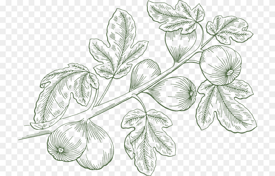 A Traditional Way Of Cultivation Reliable Family Recipe Fig Plant Illustration, Green, Grass, Gray Png