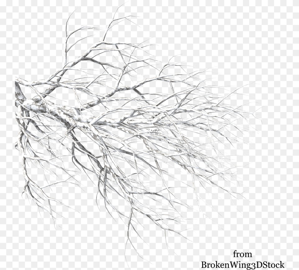 A Tree In Winter 784 Snow On Tree Branches, Plant, Root, Accessories Free Transparent Png