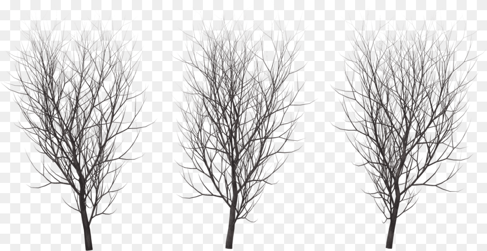 A Tree In Winter Tree In Winter, Plant, Nature, Outdoors, Night Png