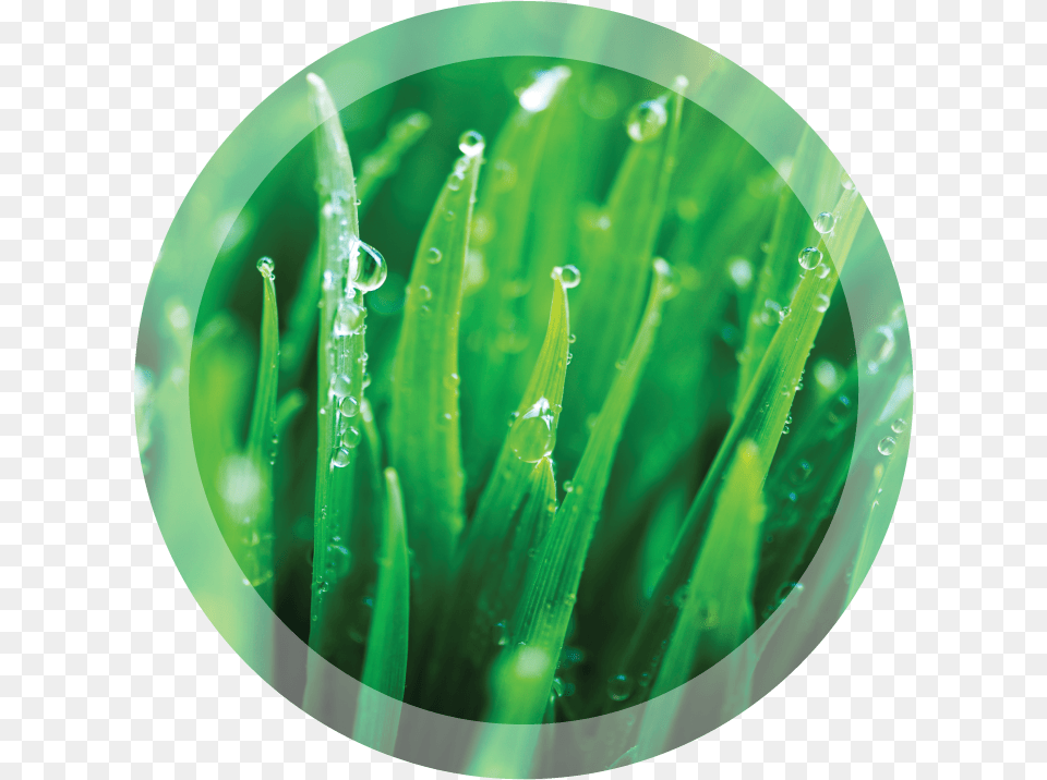 A Turf Health System Circle, Droplet, Grass, Green, Leaf Free Transparent Png