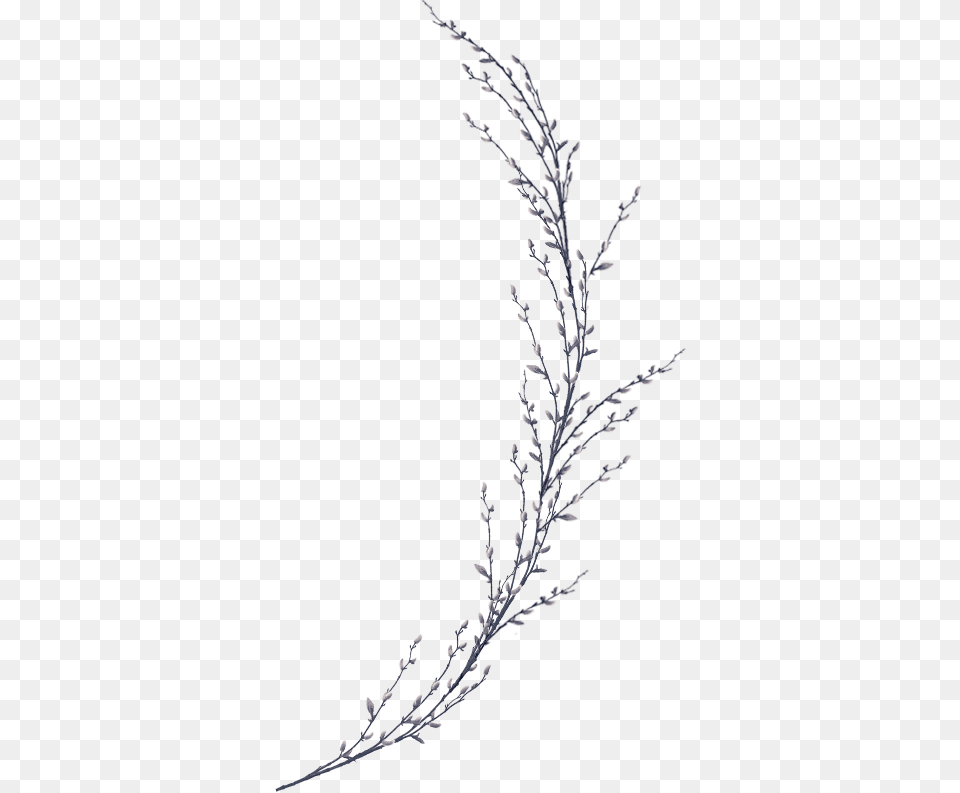 A Twig, Frost, Ice, Nature, Outdoors Free Png Download