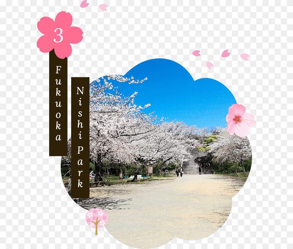 A Unique Feature Of Fukuoka Nishi Park Are The Pockets Picture Frame, Flower, Plant, Cherry Blossom, Petal Png