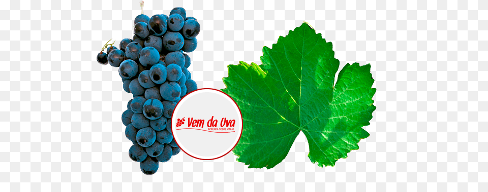 A Uva Tambm Conhecida Como Garnacha Tintorera Nome Grape, Food, Fruit, Grapes, Plant Free Transparent Png