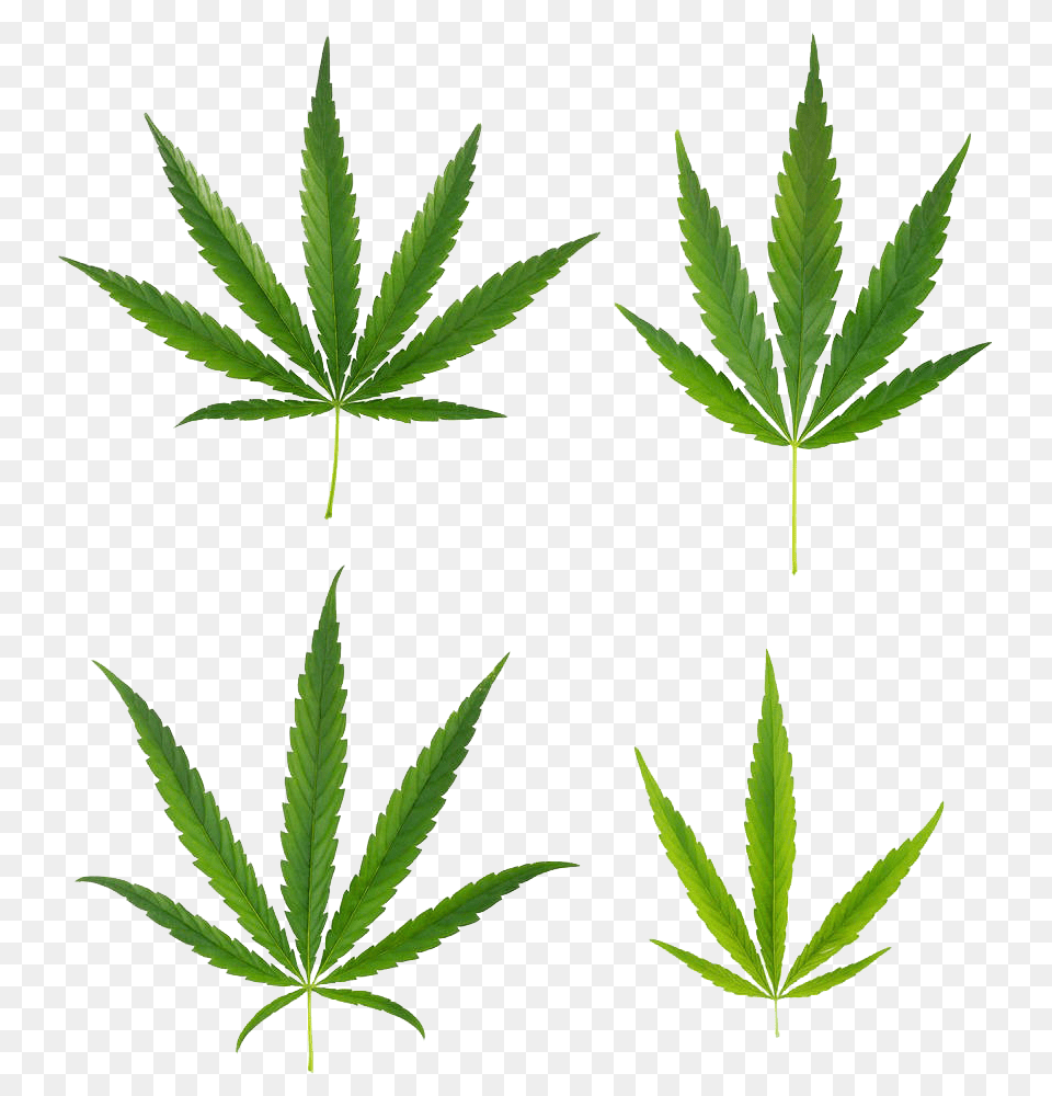 A Variety Of Cannabis Leaves, Leaf, Plant, Weed, Herbal Png