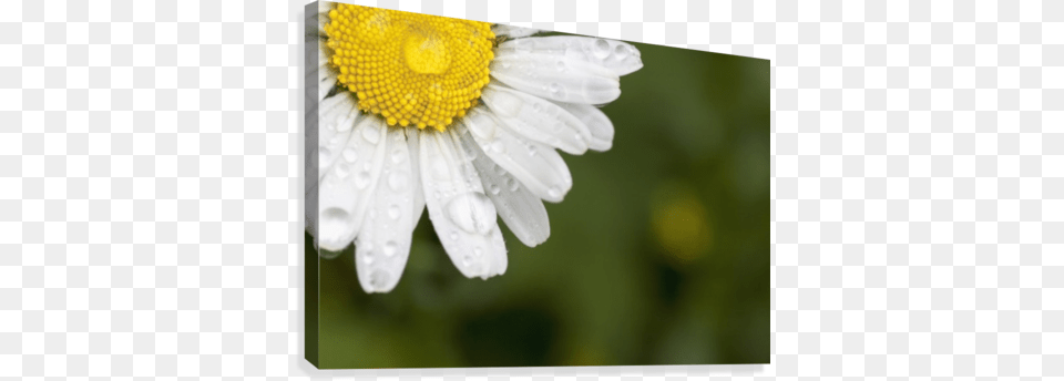 A White Daisy With Water Drops Posterazzi A White Daisy With Water Dropsnorthumberland, Flower, Petal, Plant, Anemone Free Transparent Png