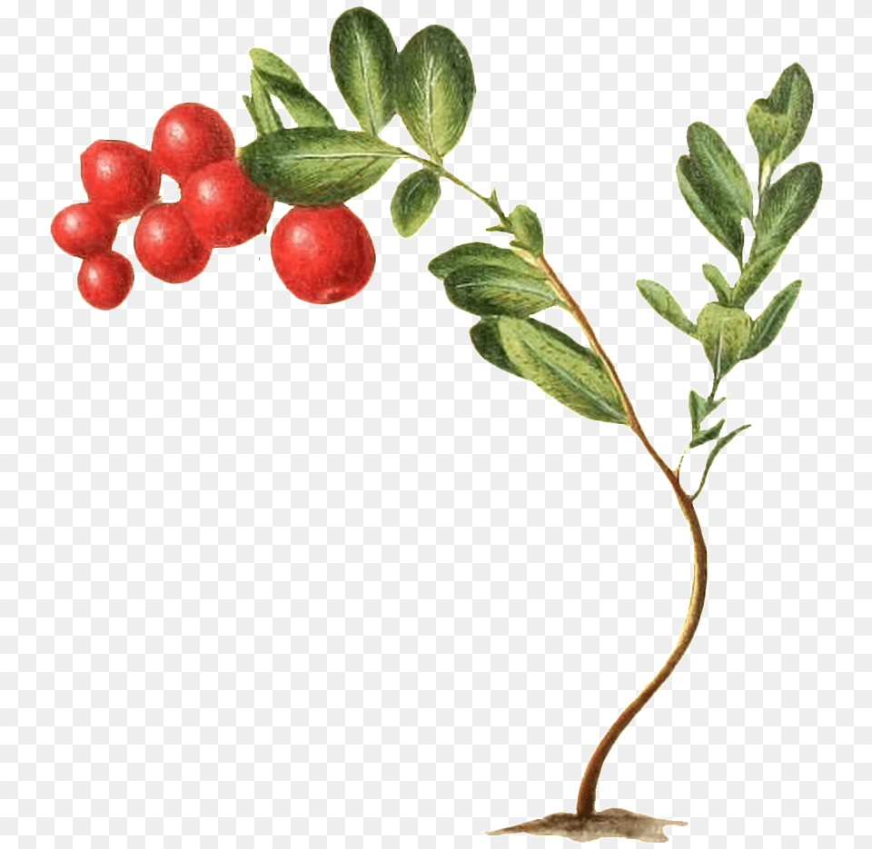 A Wild Fruit Plant Vector Growing On The Silver Buffaloberry, Food, Leaf, Produce, Berry Png Image