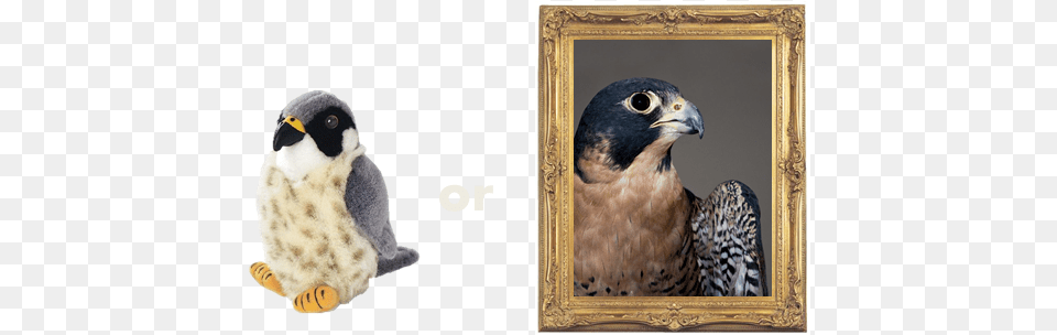 A Wild Republic Peregrine Falcon Audubon Plush Bird, Animal, Beak, Accipiter, Hawk Png Image