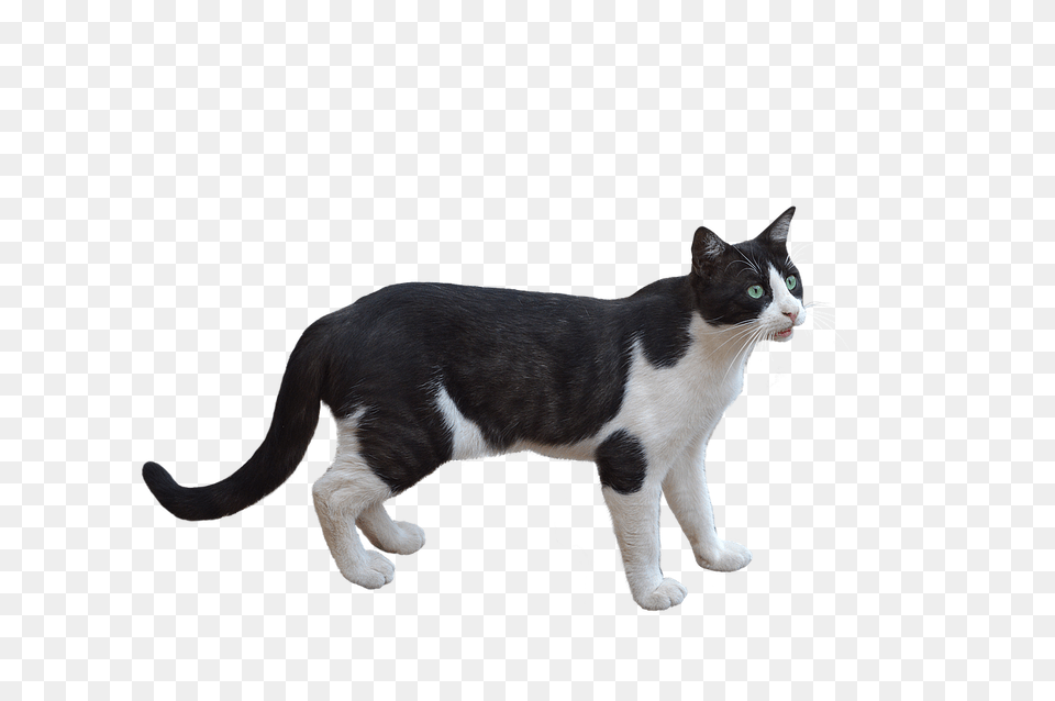 A Wing 6 Image Star Wars Y Wing Transparent, Animal, Cat, Mammal, Manx Free Png