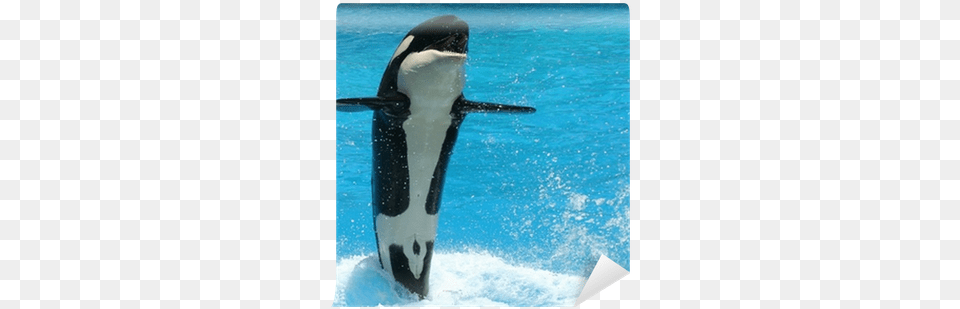 A Young Killer Whale Tail Walks Across The Water Wall Killer Whale, Animal, Sea Life, Mammal, Orca Png Image
