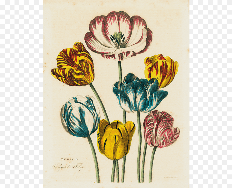 9823 Art Print Botanical Tulip Painting, Plant, Pattern, Rose Png