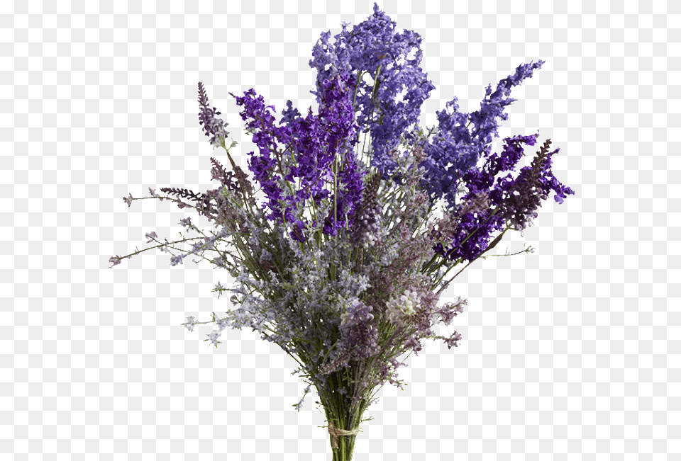 Aa 012 English Lavender, Flower, Plant, Purple, Flower Arrangement Free Transparent Png