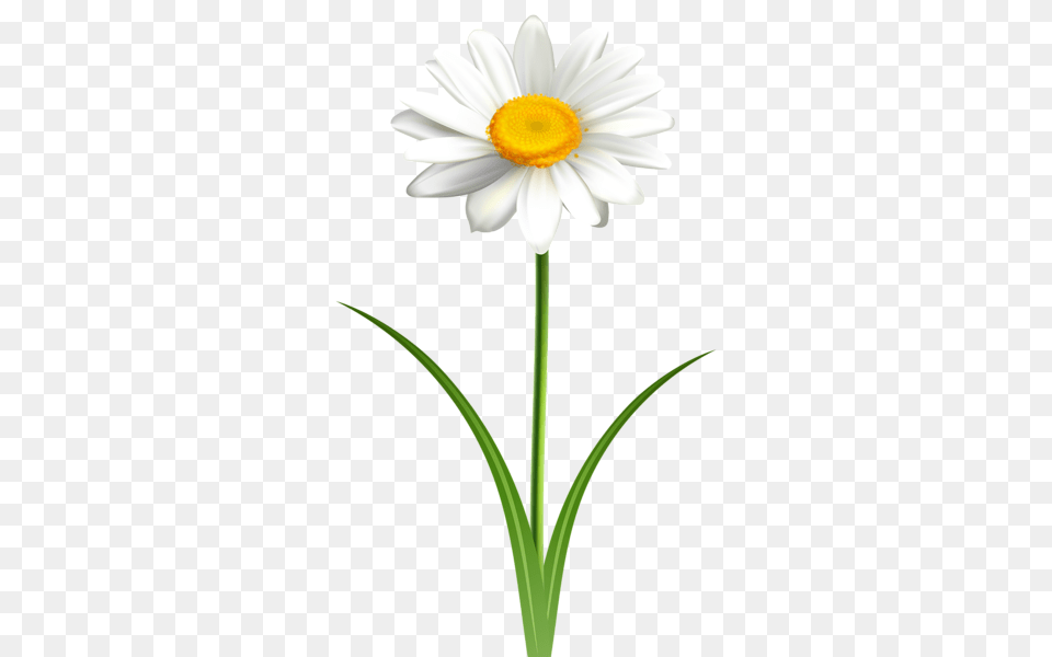 Aa Flores, Daisy, Flower, Plant Png Image