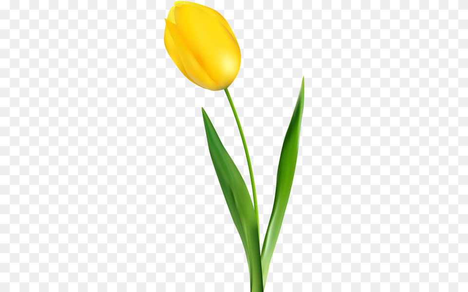 Aa Flores Clip Art Yellow Tulips, Flower, Plant, Tulip, Clothing Png