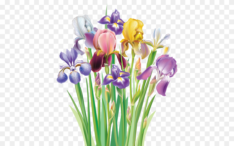 Aa Flores Clipart, Flower, Iris, Plant, Petal Free Png Download