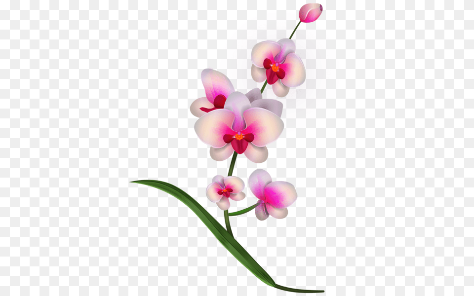 Aa Flores Flowers, Flower, Orchid, Plant, Chandelier Png Image