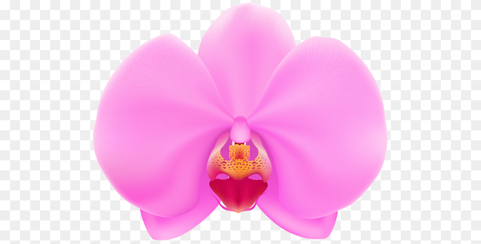 Aa Flores Orchids, Flower, Orchid, Plant Free Transparent Png
