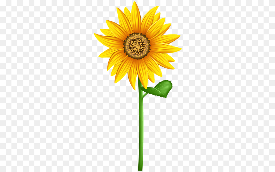 Aa Flores Sunflower, Flower, Plant, Daisy Png Image
