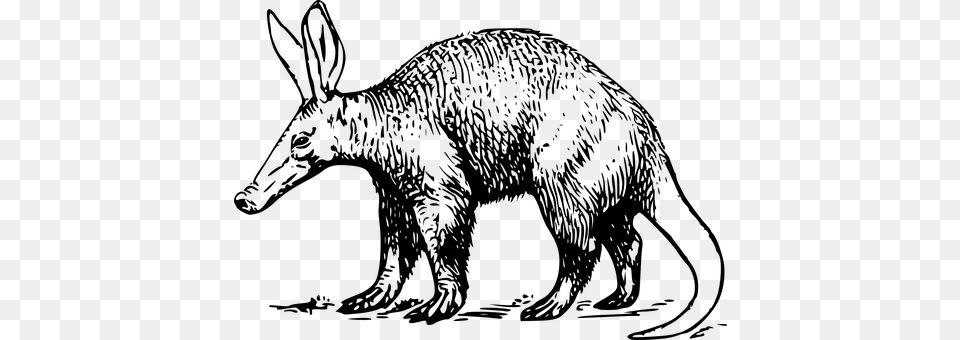 Aardvark Gray Free Transparent Png