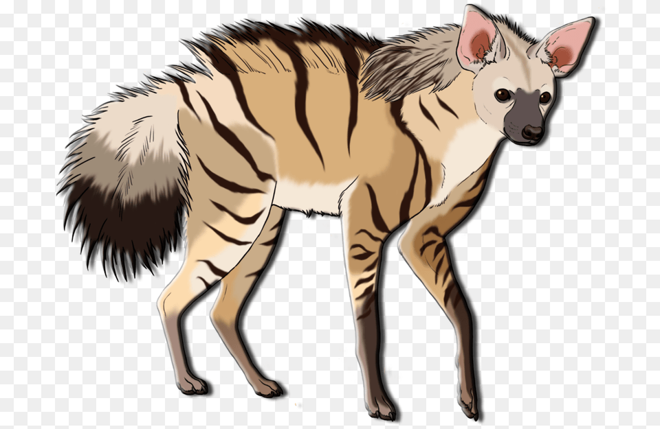 Aardwolf, Animal, Canine, Dog, Mammal Png
