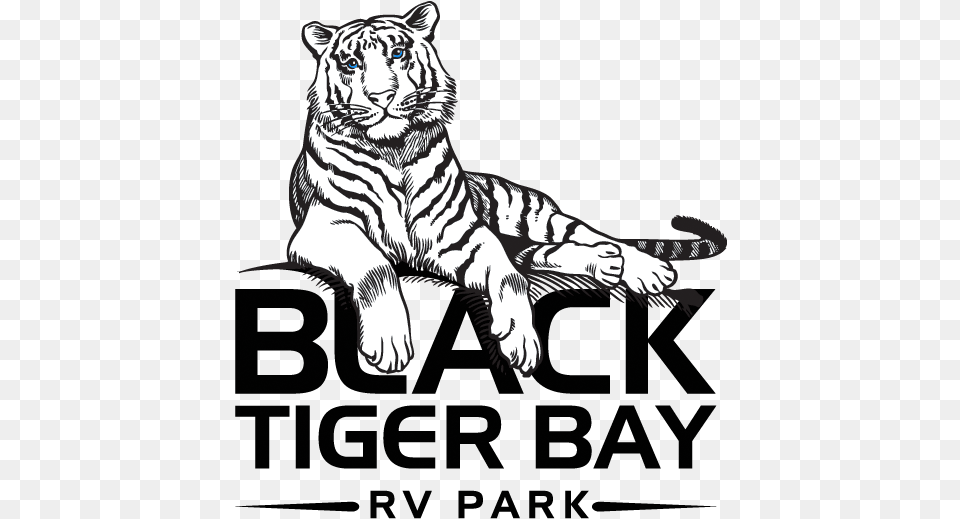 Aaron Johnson Black Tiger Logo, Animal, Mammal, Wildlife Free Png Download