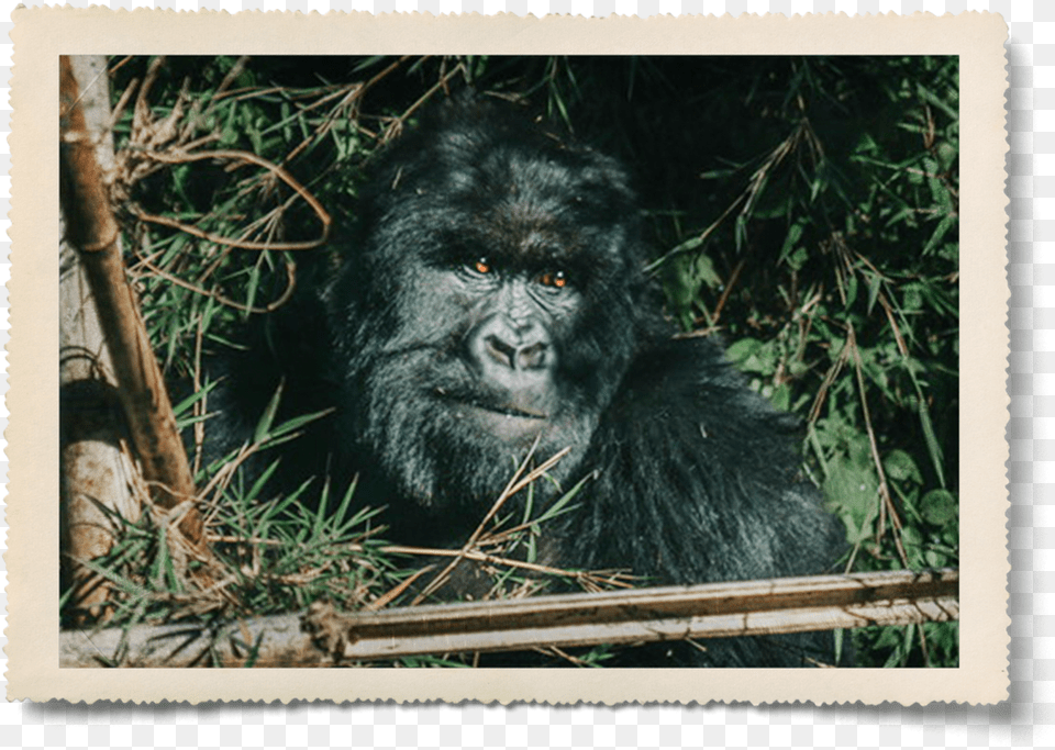 Aaron Pinkston Mountain Gorilla, Animal, Ape, Mammal, Wildlife Free Png