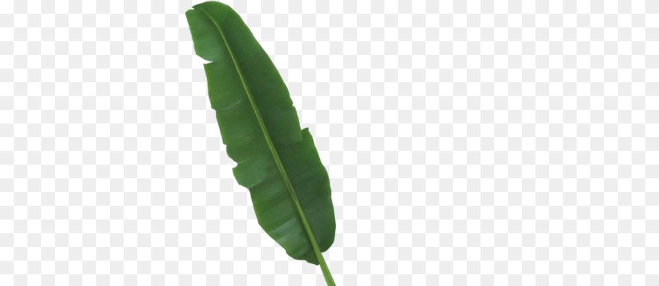 Abaca Leaf, Plant Png