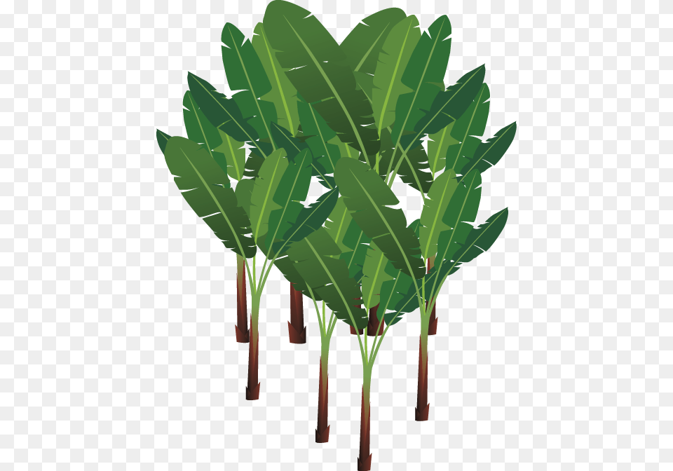Abaca Palm Tree, Leaf, Green, Plant, Produce Png Image