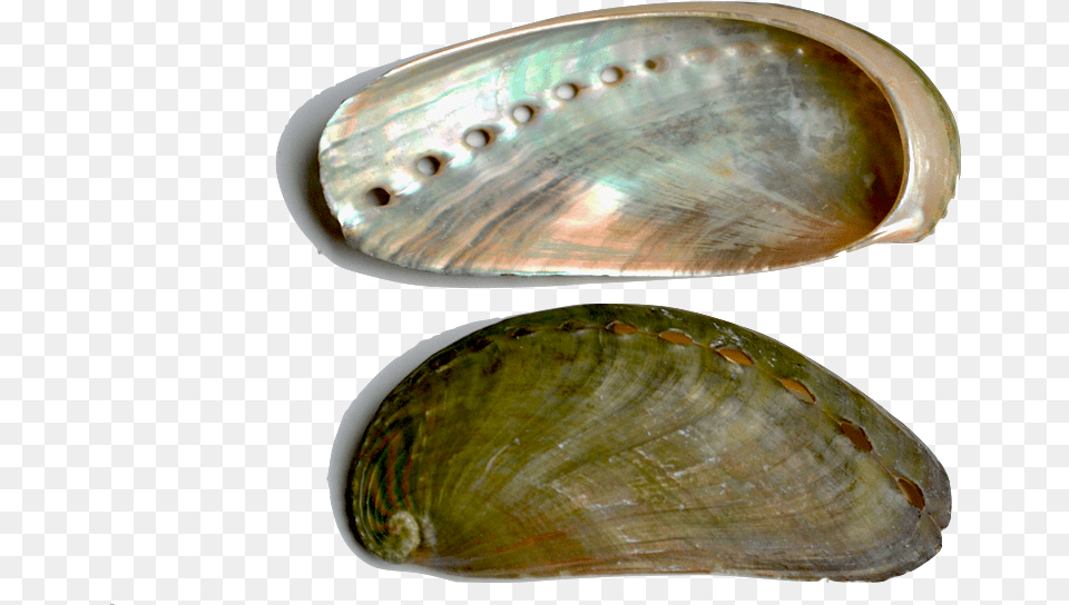 Abalone Inside Of Clam Shells, Seashell, Seafood, Sea Life, Invertebrate Png