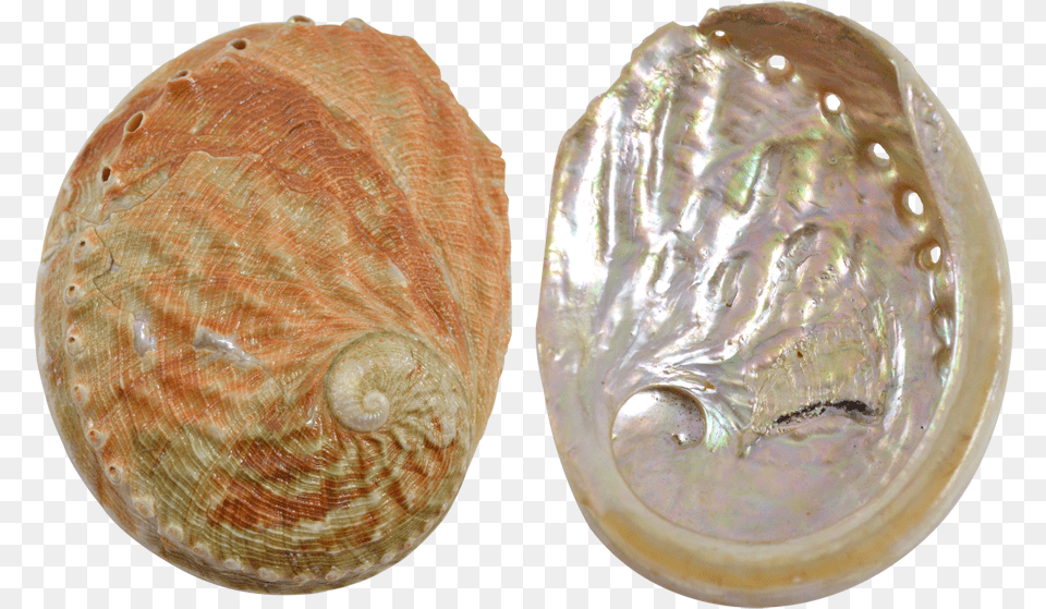 Abalone Red Wave, Accessories, Sea Life, Jewelry, Invertebrate Png Image