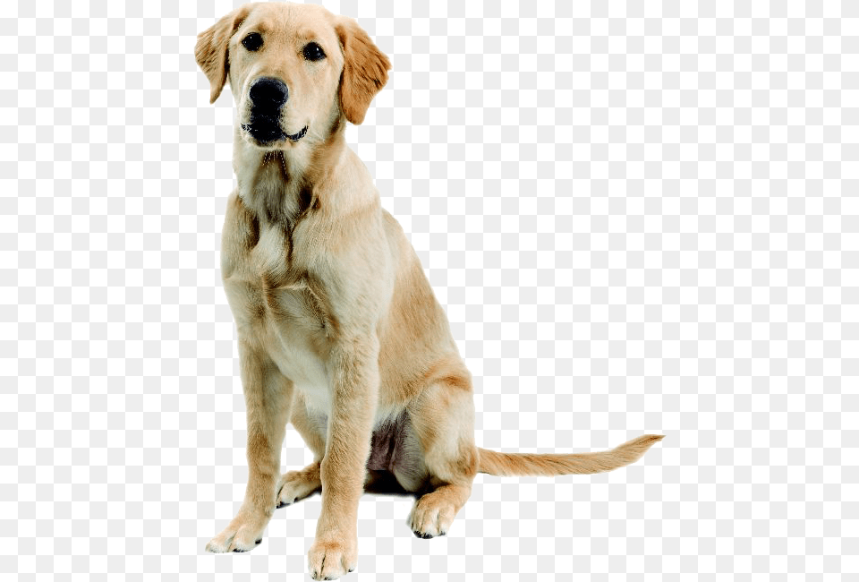 Abandoned Dog Image Mischling Labrador Golden Retriever, Animal, Canine, Golden Retriever, Mammal Png