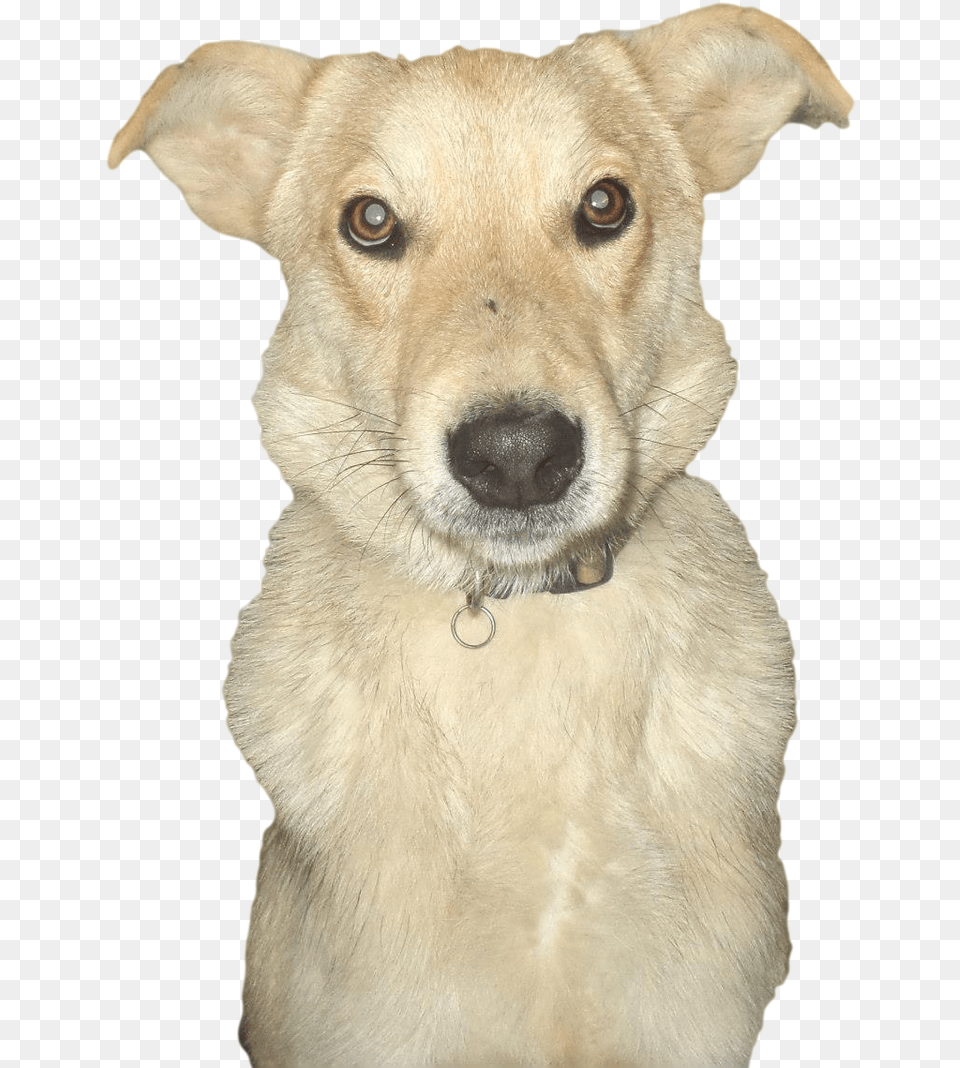 Abandoned Dog Transparent Image Companion Dog, Animal, Canine, Mammal, Pet Free Png