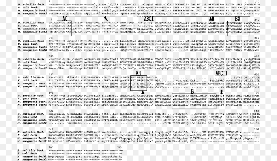 Abci And Abcii Low Affinity Atp Binding Site Are Document, Gray Free Transparent Png