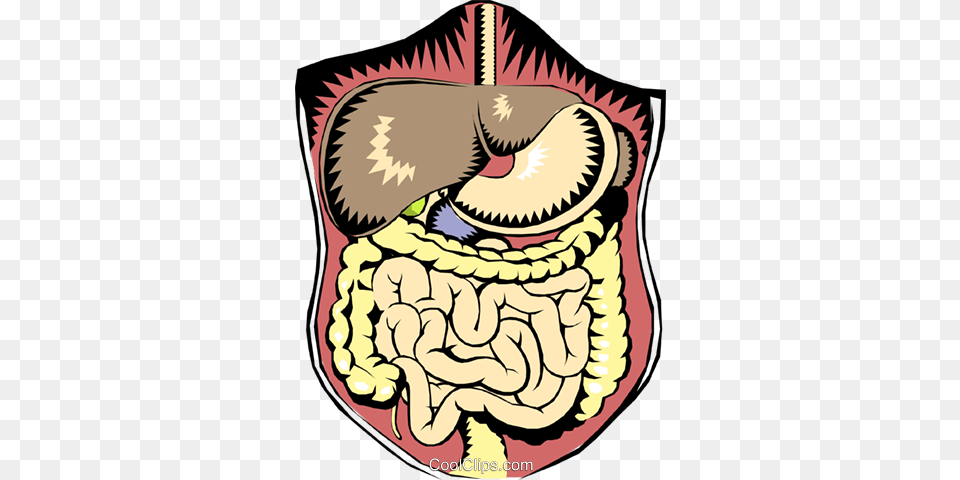 Abdominal Digestive Organs Royalty Vector Clip Art, Animal, Dinosaur, Reptile Png Image