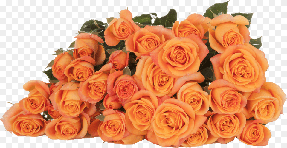 Abeba Floribunda, Flower, Flower Arrangement, Flower Bouquet, Plant Free Png Download