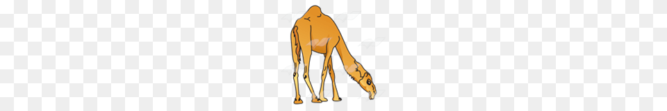 Abeka Clip Art Camel With Head Down, Animal, Mammal Png Image