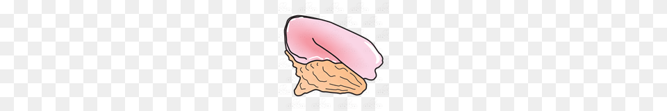 Abeka Clip Art Conch Shell, Animal, Invertebrate, Sea Life, Seashell Png Image