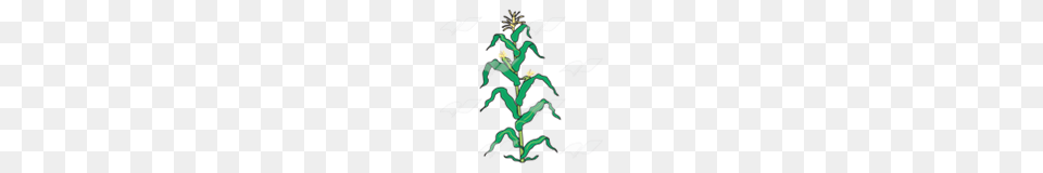 Abeka Clip Art Cornstalk With Ears Free Transparent Png