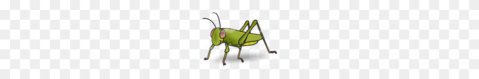 Abeka Clip Art Green Grasshopper, Animal, Invertebrate, Insect, Grass Png