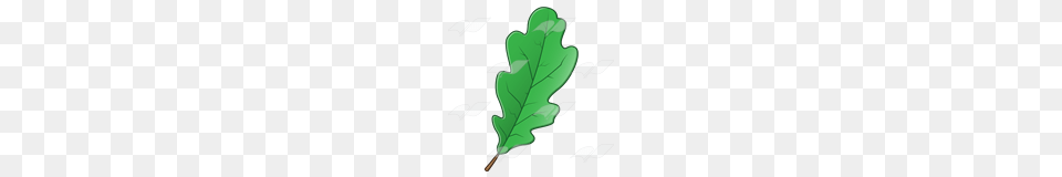 Abeka Clip Art Oak Leaf, Plant, Tree, Food, Produce Png Image
