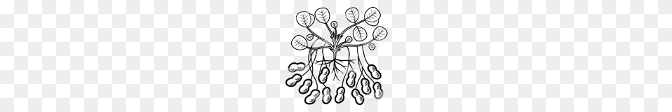 Abeka Clip Art Peanut Plant With Peanuts, Graphics, Leaf, Drawing, Chess Free Png