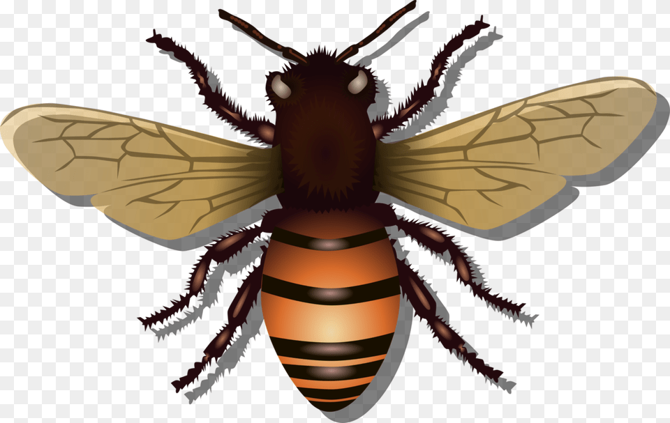 Abelha Inseto Voar Mel Natureza Colmia Besouro Honey Bee Svg, Animal, Honey Bee, Insect, Invertebrate Png