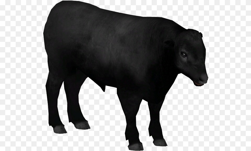 Aberdeen Angus Cattle Cattle, Animal, Bull, Livestock, Mammal Png Image
