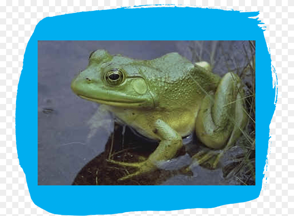 Abnormal Frogs Are Hopping Around In America39s Suburbs Quakende Frsche, Amphibian, Animal, Frog, Wildlife Free Png Download