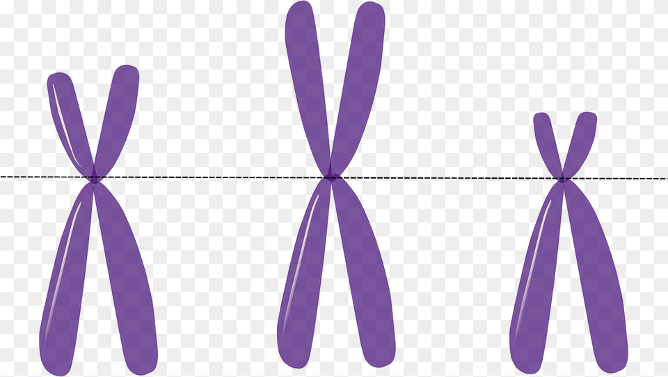 Abnormally Interacting Neurons Might Be The Reason For Cognitive, Purple, Accessories, Formal Wear, Tie Png Image