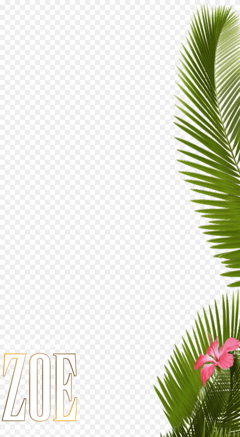 About 225 Commercial Amp Noncommercial Clipart Matching Palm Tree Snapchat Filter, Plant, Leaf, Advertisement, Vegetation Free Png